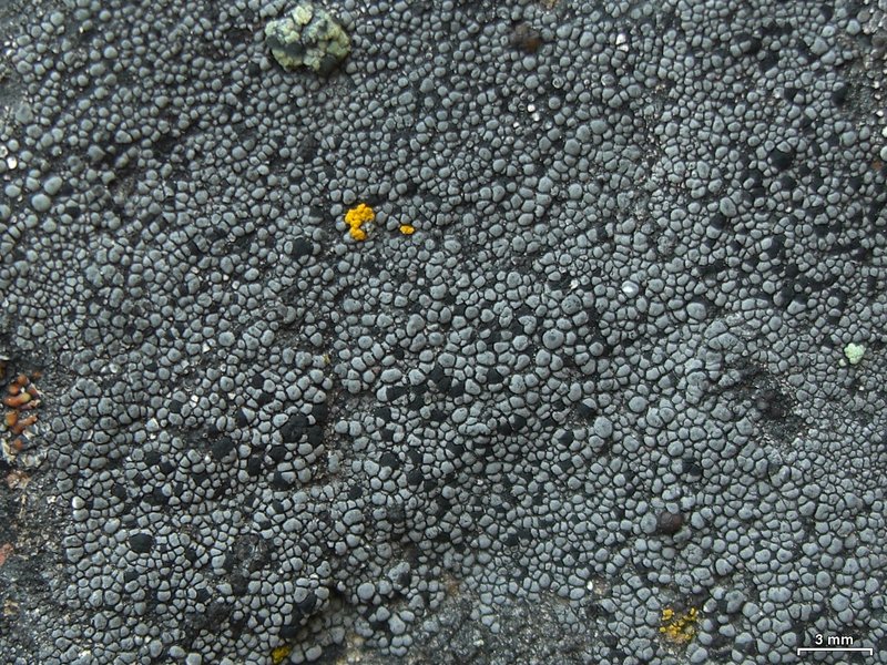 Map Lichen