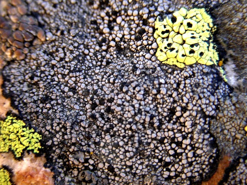Map Lichen photo 2