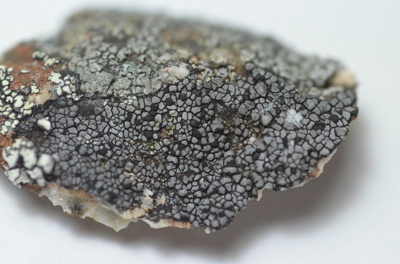 Map Lichen photo 3