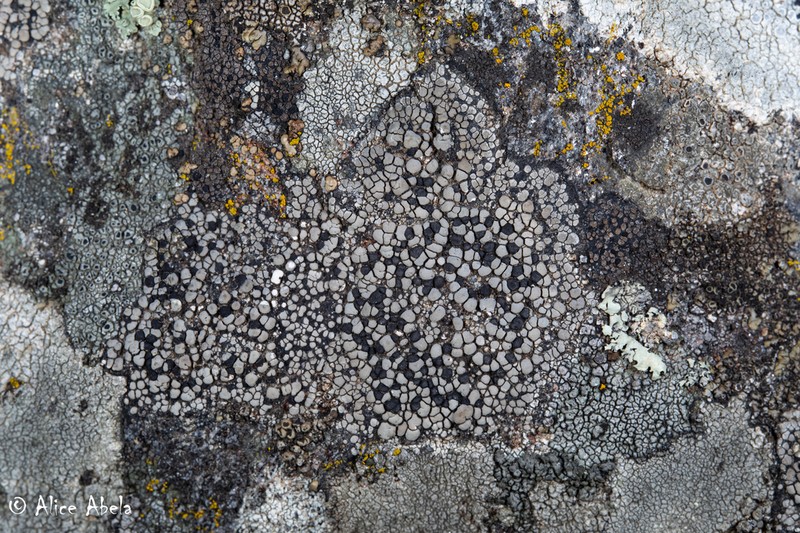 Map Lichen photo 4