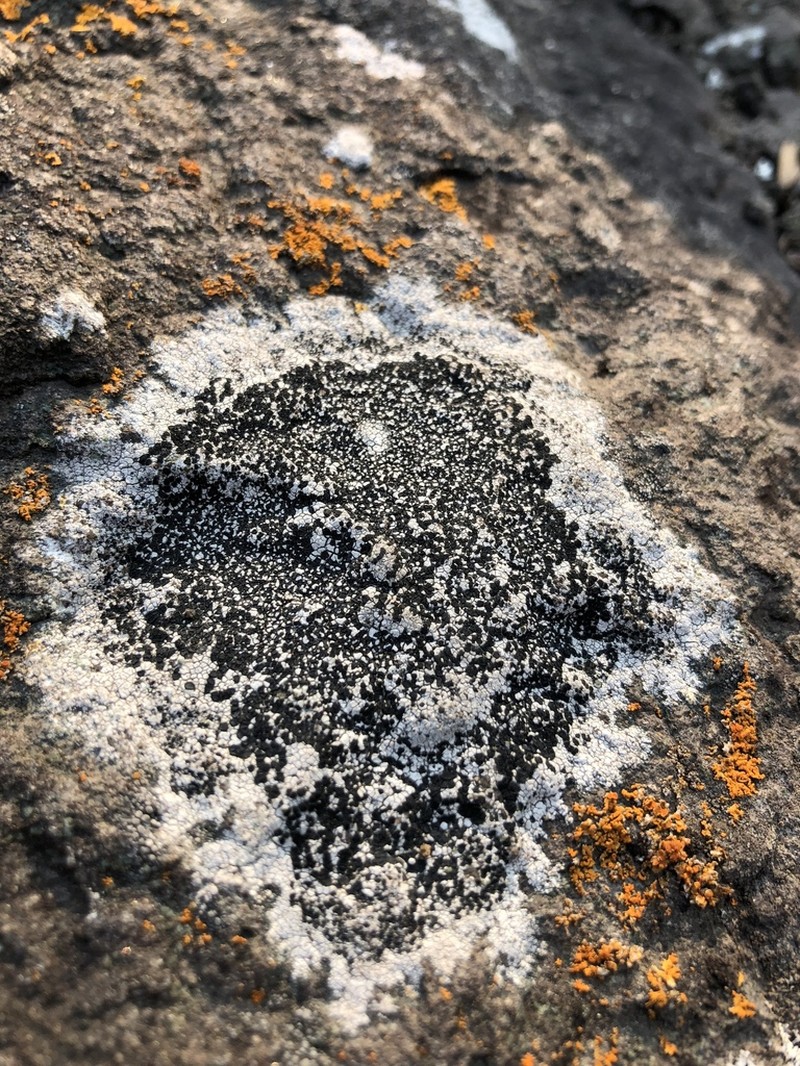 Map Lichen photo 5