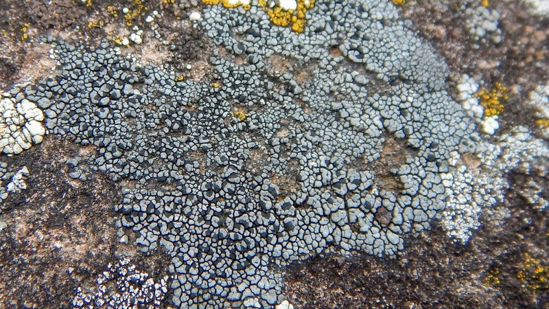 Map Lichen photo 6