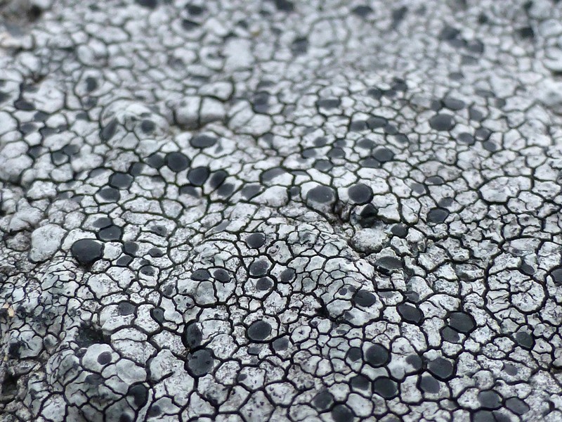 Map Lichen photo 7