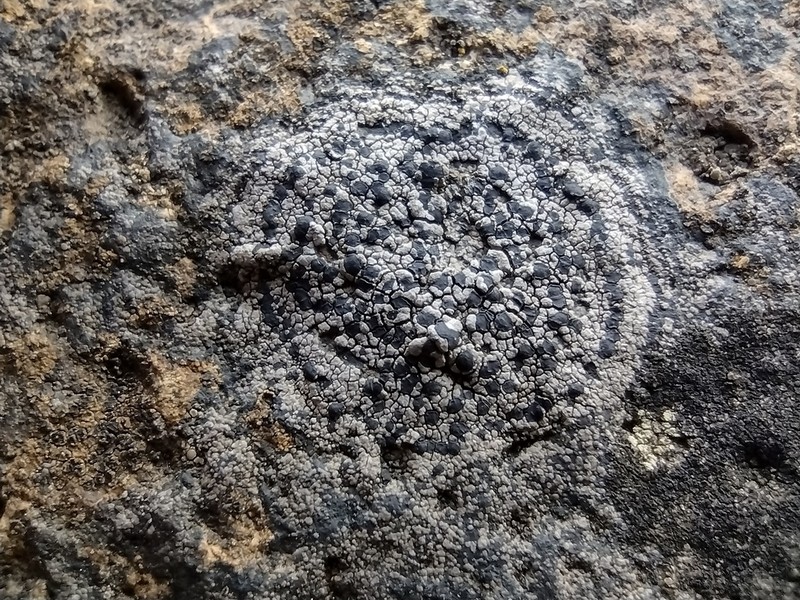 Distinct Map Lichen