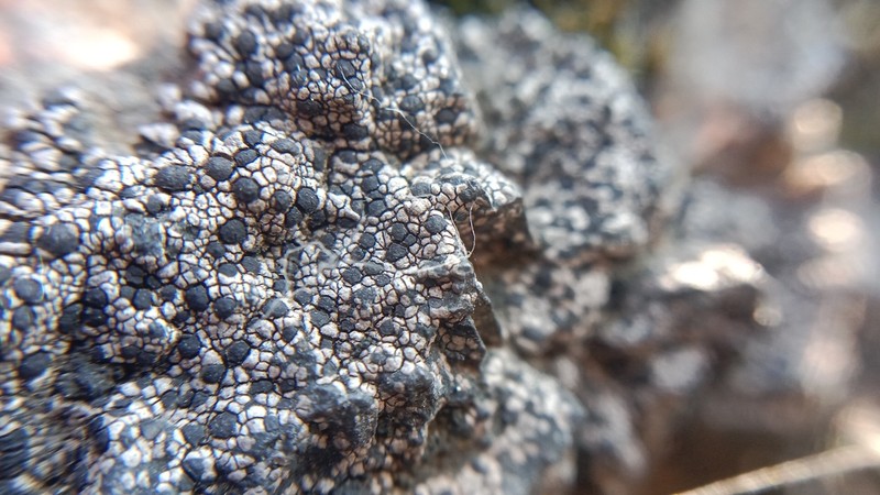 Distinct Map Lichen photo 3
