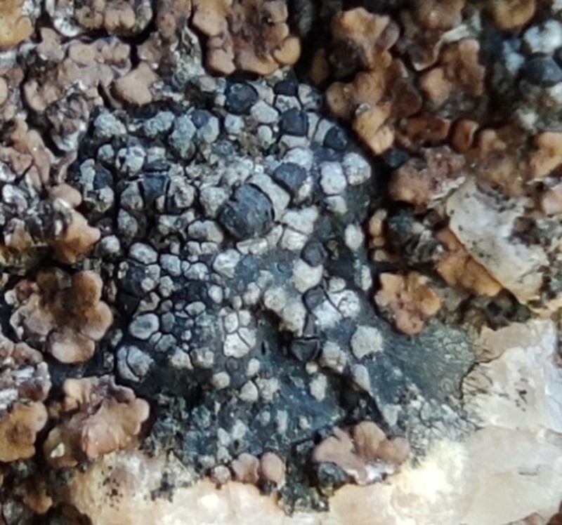 Distinct Map Lichen photo 4