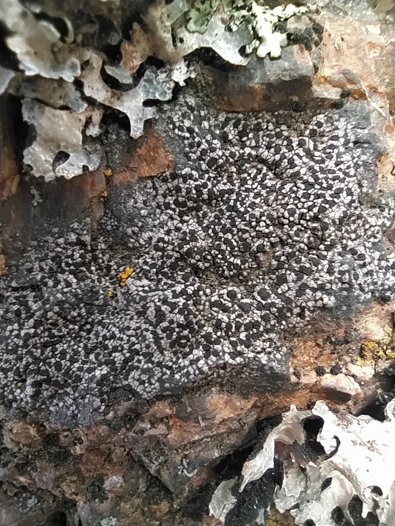 Distinct Map Lichen photo 5