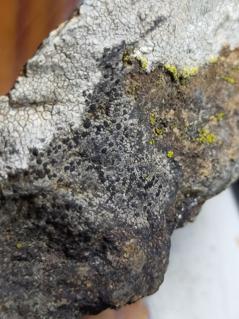 Distinct Map Lichen photo 6