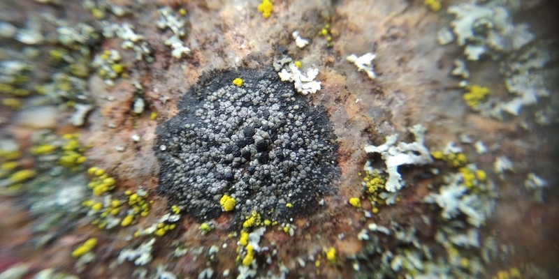 Distinct Map Lichen photo 7