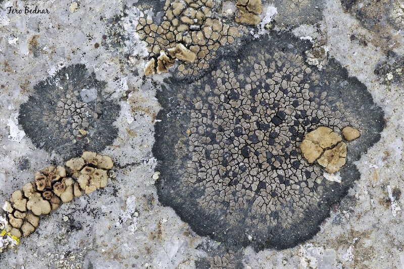 Distinct Map Lichen photo 8