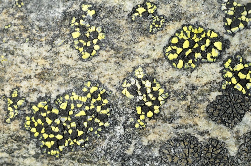 Map Lichen