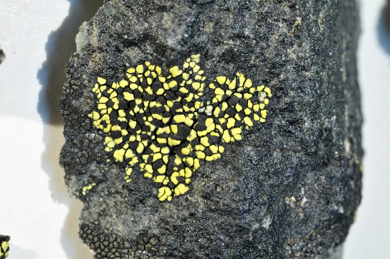 Map Lichen photo 2