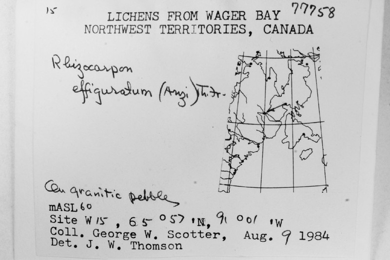 Map Lichen photo 3