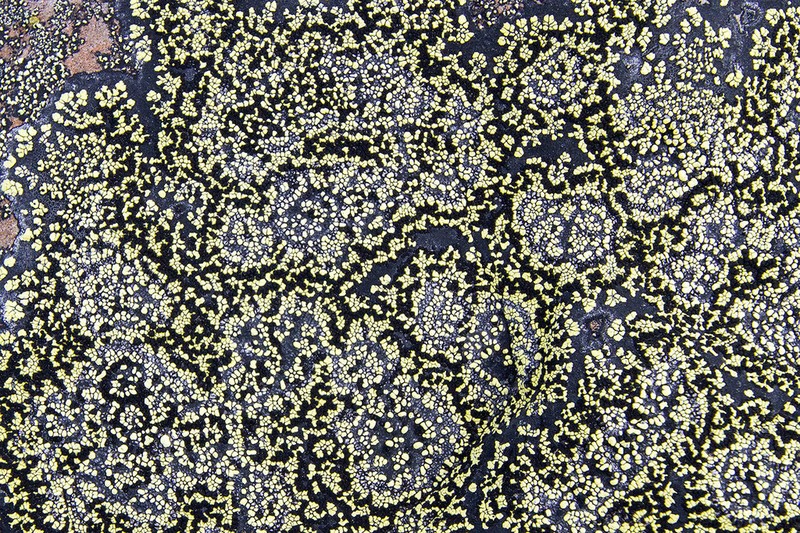 Map Lichen