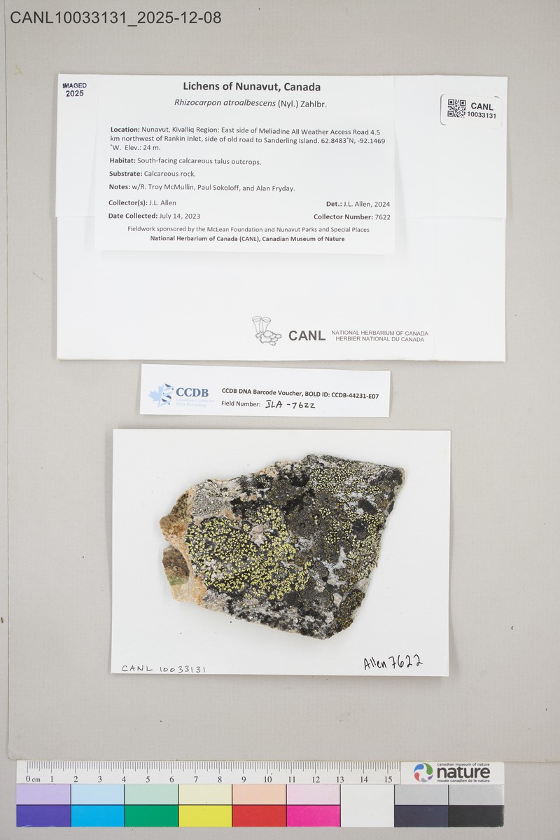 Map Lichen photo 3