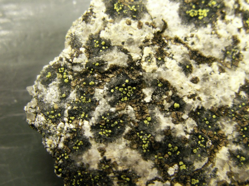 Map Lichen photo 5