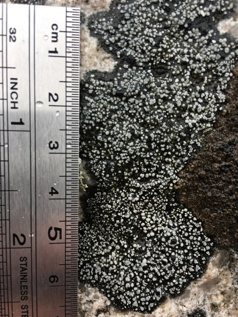 Map Lichen