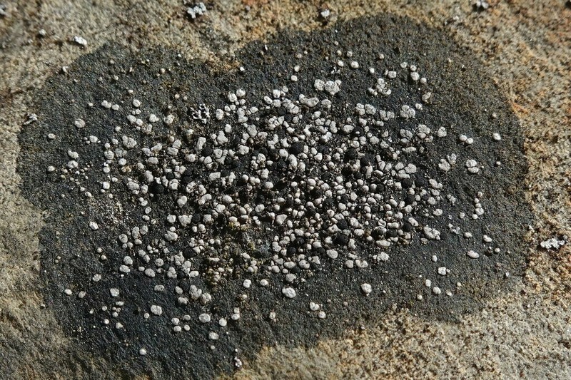 Map Lichen photo 2
