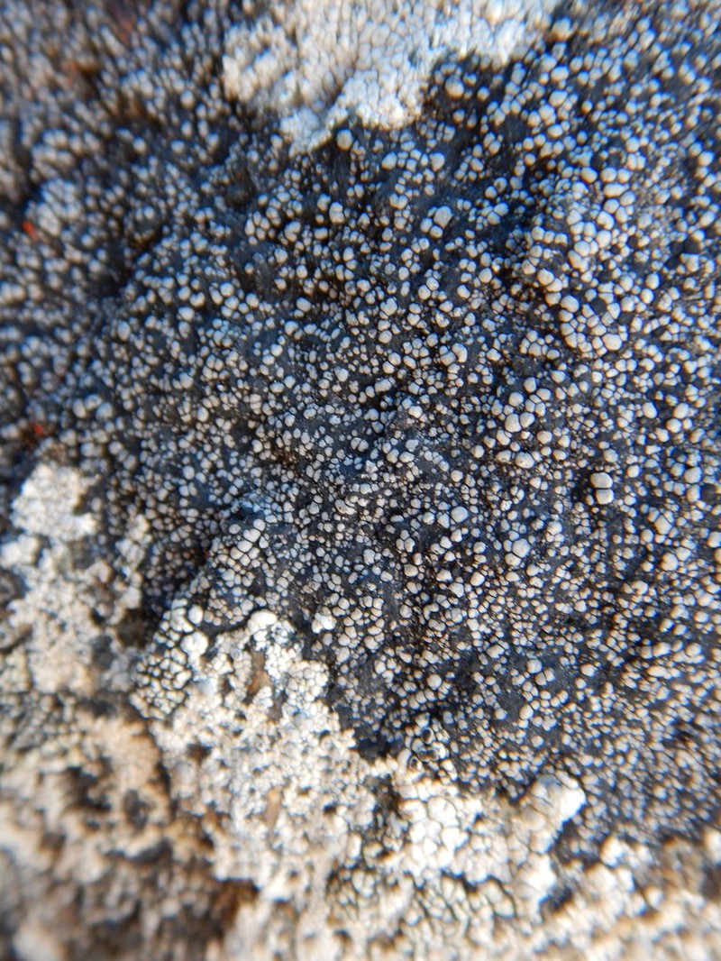 Map Lichen photo 3