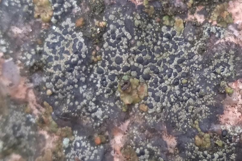 Map Lichen photo 4