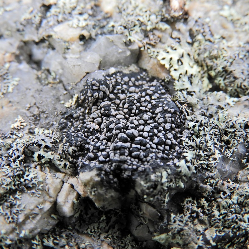 Map Lichen photo 5