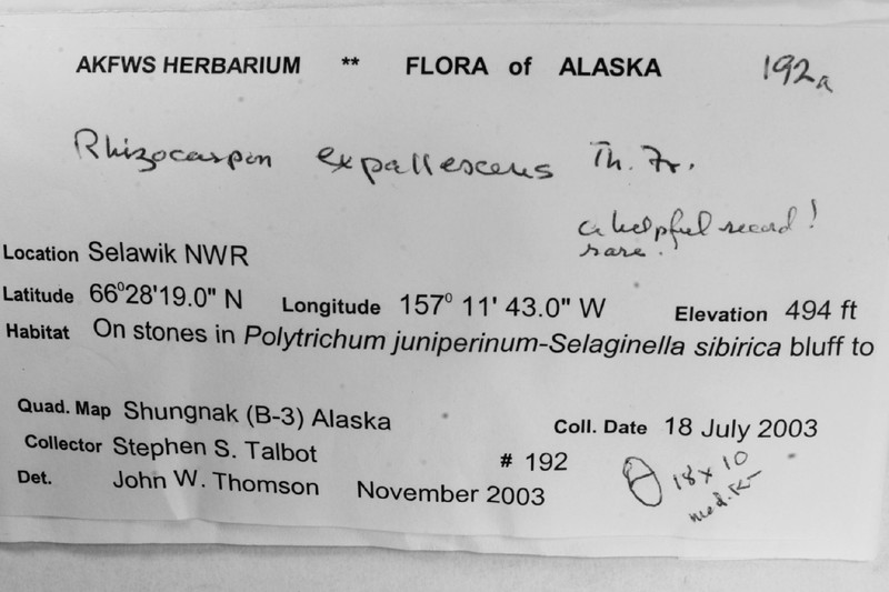Map Lichen photo 2