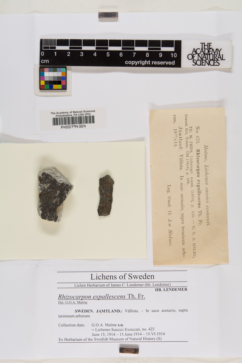 Map Lichen photo 6