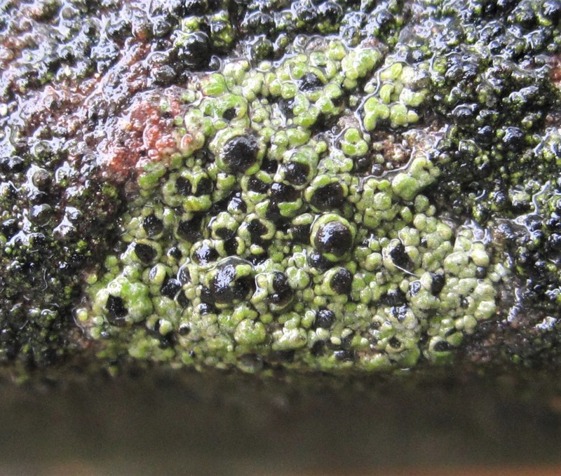 Map Lichen photo 2