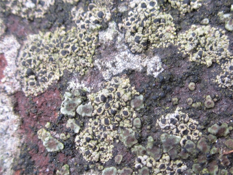 Map Lichen photo 3