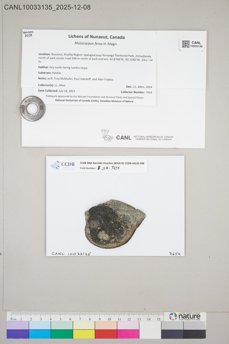 Map Lichen photo 4
