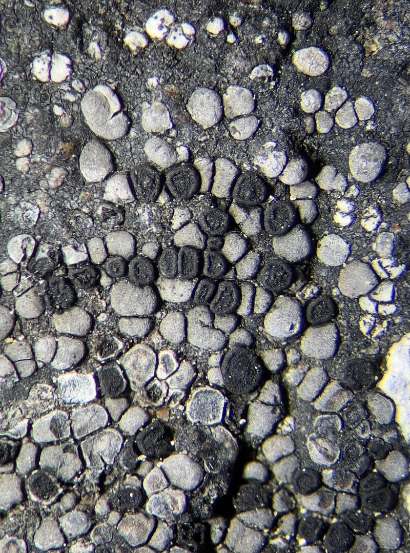 Map Lichen