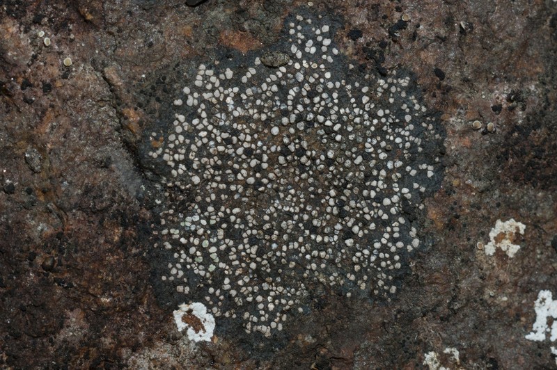 Map Lichen photo 2