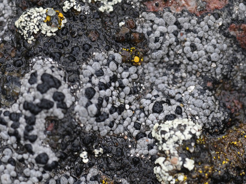 Map Lichen photo 3