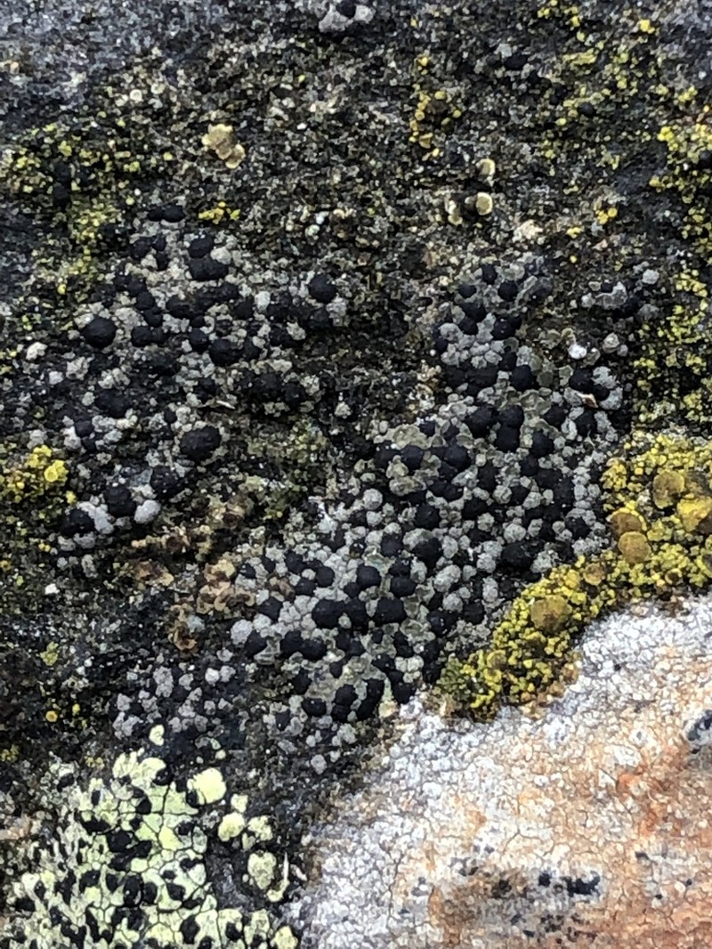 Map Lichen photo 4