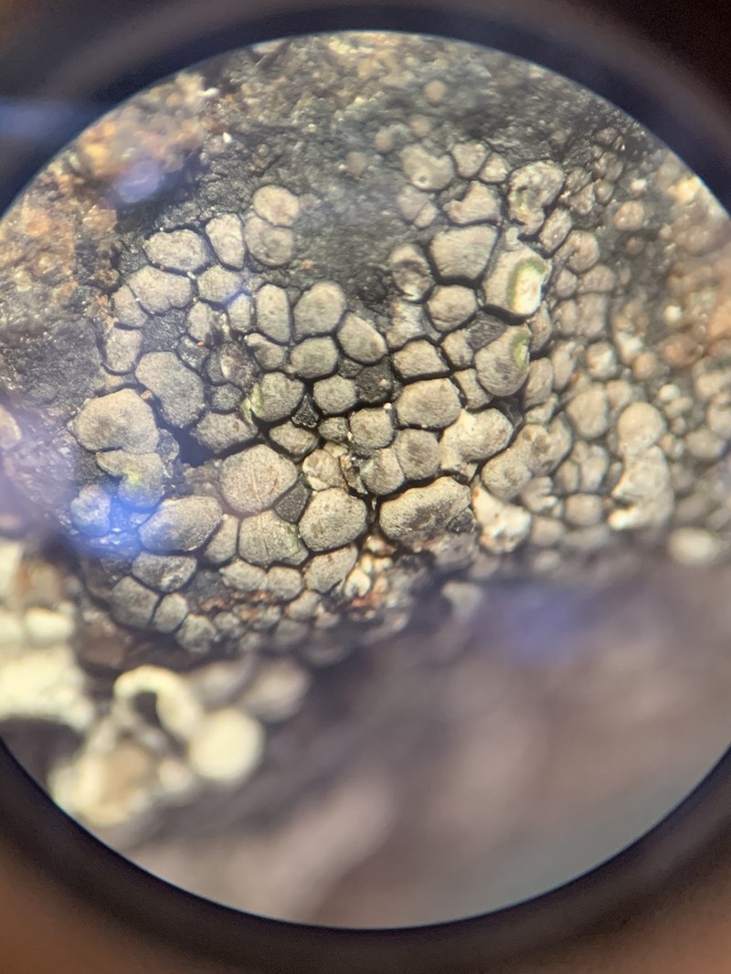 Map Lichen photo 5