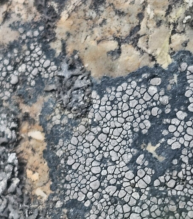 Map Lichen photo 6