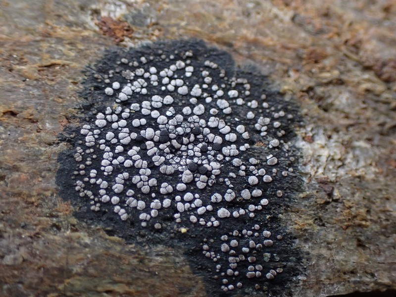 Map Lichen photo 7
