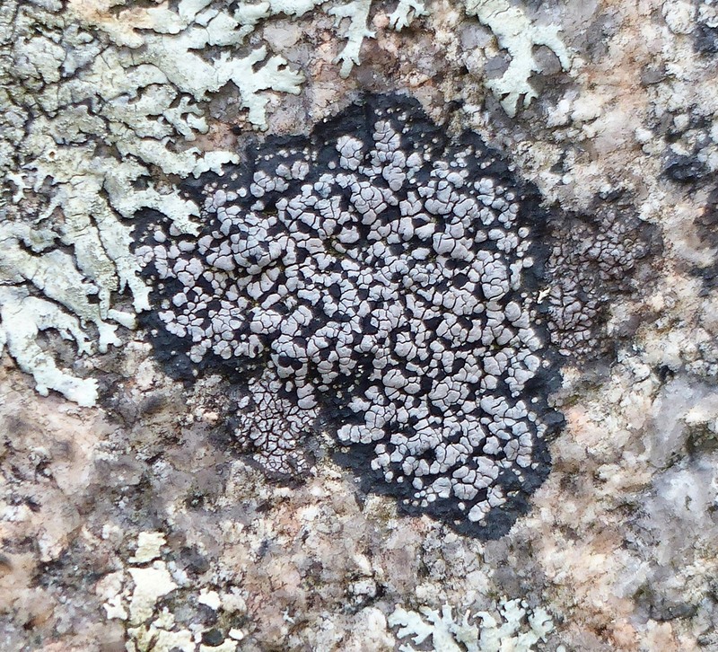 Map Lichen photo 8