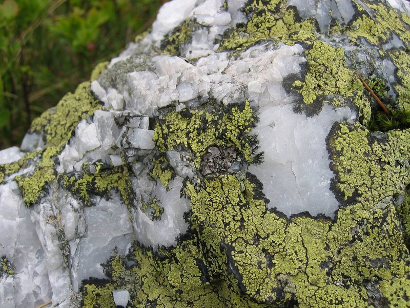 World Map Lichen