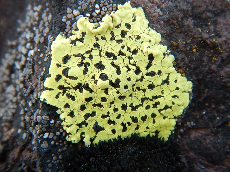World Map Lichen photo 2
