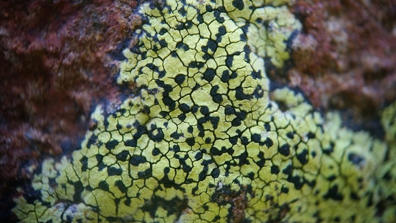 World Map Lichen photo 3