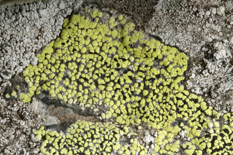 World Map Lichen photo 4