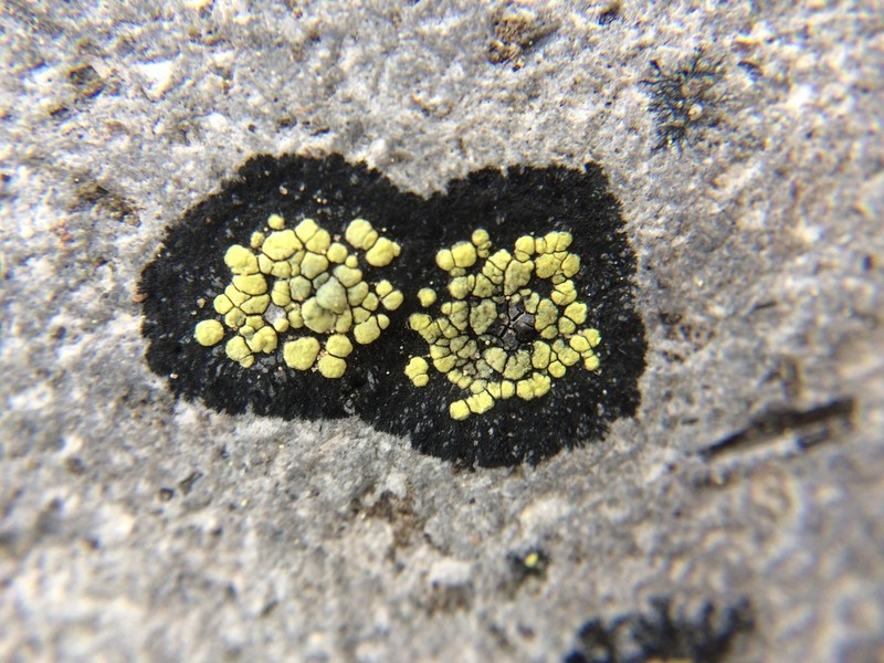 World Map Lichen photo 5