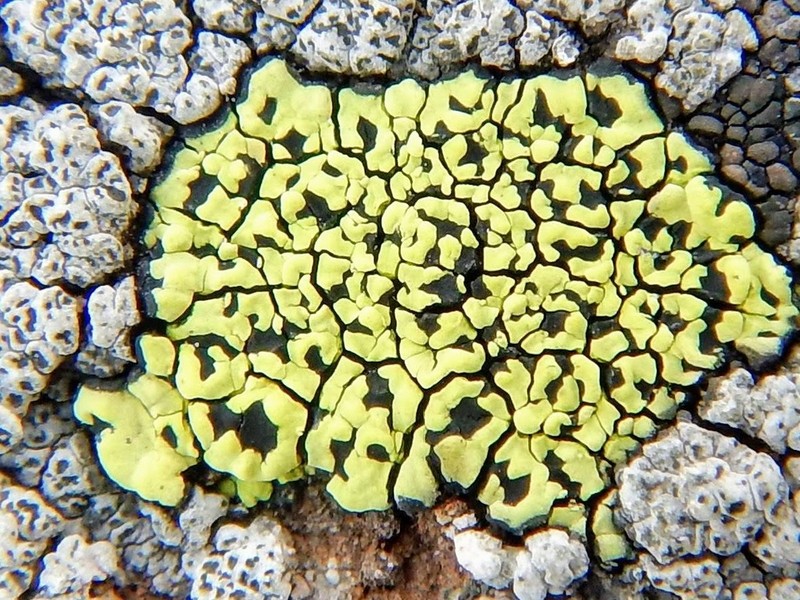 World Map Lichen photo 6