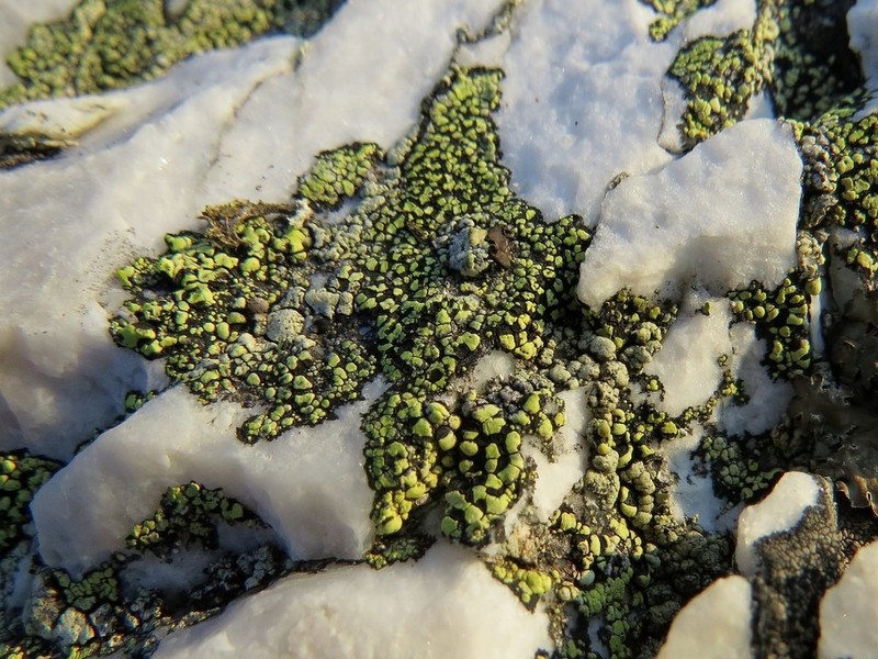 World Map Lichen photo 7