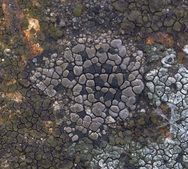 Big Map Lichen photo 2