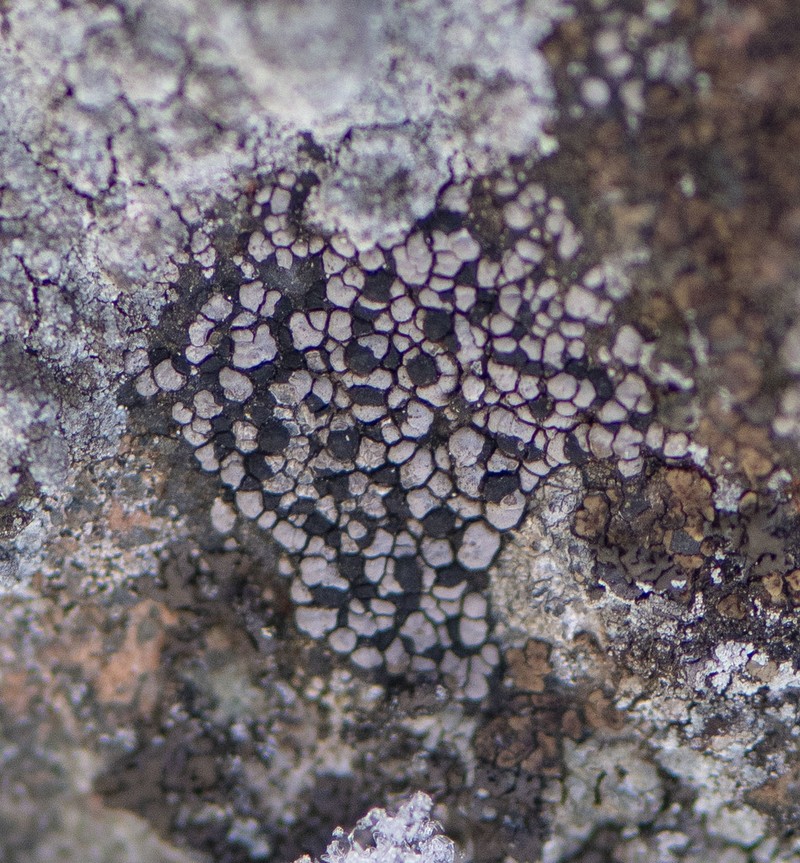 Big Map Lichen photo 3