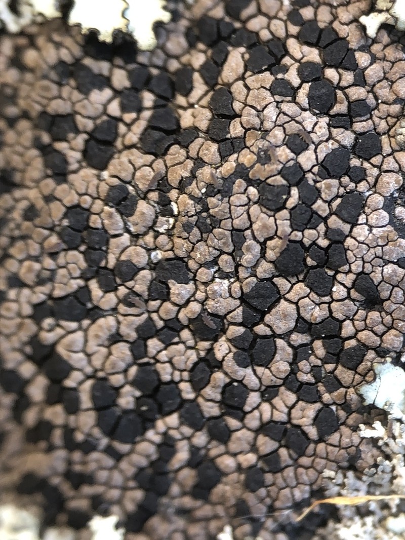 Big Map Lichen photo 4