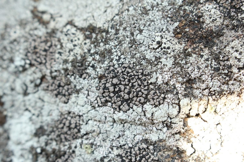 Big Map Lichen photo 5