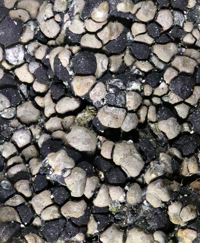 Big Map Lichen photo 6